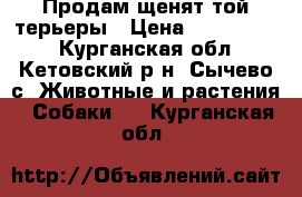 Продам щенят той-терьеры › Цена ­ 1500-2000 - Курганская обл., Кетовский р-н, Сычево с. Животные и растения » Собаки   . Курганская обл.